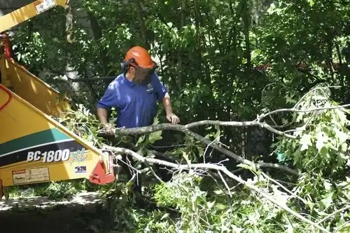 tree services Rio Lucio